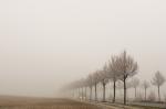 Dezembernebel südlich von Mainz