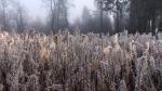 Nebel in der Rhön