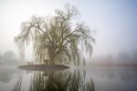 Baum im Nebel (ohne Schwimmzeug)