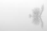 See im Nebel_10