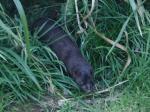 ein Mink in der Natur