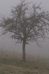 Baum  im Nebel