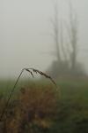 Morgens im Nebel 3