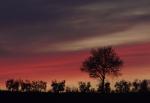 Baum im Rot