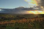 Herbst in den Weinbergen (Sonnenuntergang)