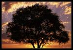 Etosha Sunset