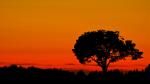 Afrika-feeling-Baum