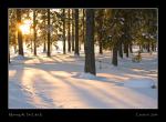 Morning At The Lake II