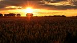 Kornfeld im Sonnenaufgang