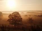 Weide bei Veksø (Dänemark)