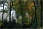 Herbstwald 1