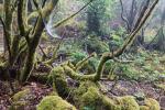 Wald im Teno-Gebirge