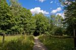 In den Wald hinein