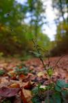 Der Herbst kommt spät, aber er kommt