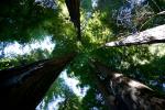 Redwood, mal so eben über 100m hoch