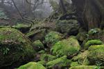 Yakusugi-Im Wald der uralten Bäume