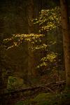 Herbstwald