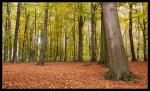 Herbstwald 2