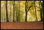 Herbstwald 4