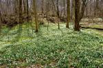 Frühling im Schlosswald