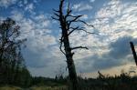 Spätsommerabend am Waldrand