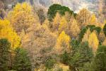 Herbst Wald am Lukmanierpass