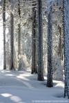Fichtelgebirge – zauberhafter Winterwald [mein Lieblingsbild]