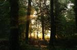 Sonne und Nebel im Wald