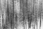 Winterwald 3