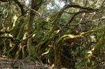 Lorbeerwald La Gomera