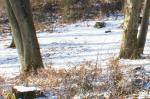 Wald im Winter - Ausschnitt