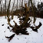 Winterwald 6