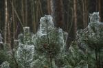 Bioverpackung für Weihnachtsbäume