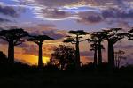Baobabs bei Morondava