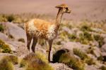 Geysirbecken El Tatio 7