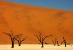 Dead Vlei II