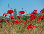 Mohn