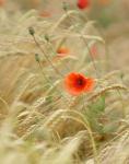 Mohn im Kornfeld