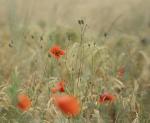 Mohn