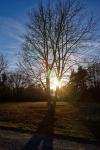 Baum und Sonne