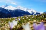 Alpenfrühling