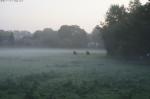 Wiese im Morgengrauen