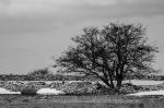 Baum auf der Südspitze Ölands II