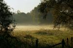 Nebel über der Pferdekoppel