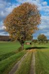 Baum im Herbstwind