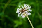 nasse Pusteblume