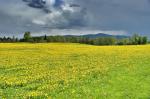 Vor dem Gewitter