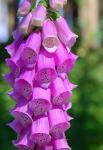 Fingerhut (Digitalis purpurea) 04