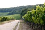 Weinlandschaft