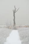 Toter Baum im Winter